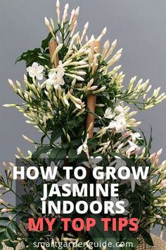 If you want to know how to grow jasmine indoorsconsider these essential tips to help your jasmine plant survive and thrive in your home. Indoor Fragrant Plants, Indoor Jasmine Plant Houseplant, Grow Jasmine Indoors, Solarium Plants, Jasmine Houseplant, Jasmine Plant Outdoor, Jasmin Plant, Flowers To Grow Indoors