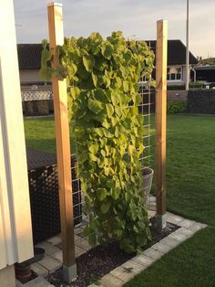 a green plant is growing on the side of a fenced in area with grass