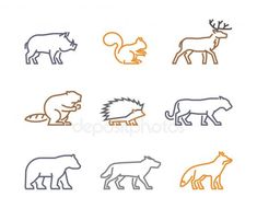 different types of animals that can be seen in the wild, including lions and bears