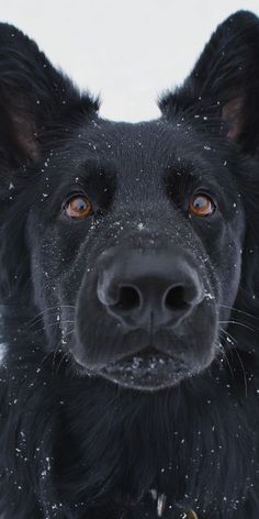 a black dog looks at the camera while it is snowing in the air and has orange eyes