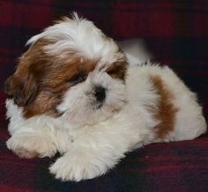 a small white and brown dog laying on top of a couch