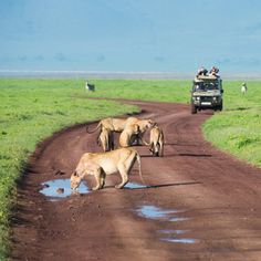 three lions drinking water from a puddle in the middle of a dirt road