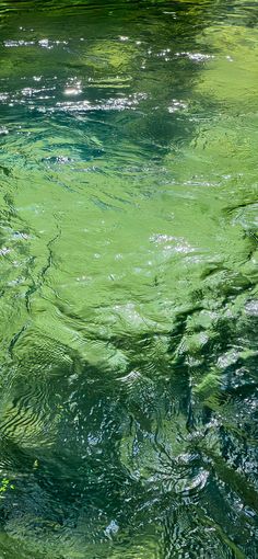 the water is very green and it looks like they are floating in the river or lake