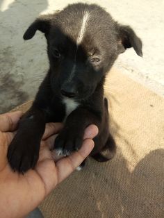 a person holding a puppy in their hand