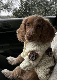 a brown dog wearing a sweater sitting in the back seat of a car with snow falling on it