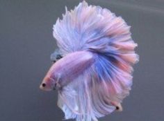 a purple and blue siamese fish in an aquarium looking up at it's head