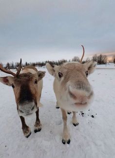 two reindeers standing in the snow looking at the camera