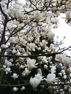 white flowers blooming on the branches of trees