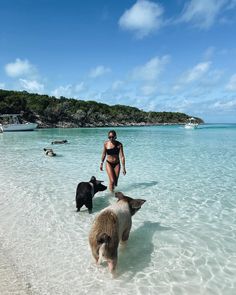 a woman walking on the beach with two dogs in front of her and another dog behind her