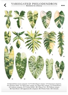 an illustrated guide to the different types of tropical plants and their leaves, with instructions on how to care for them