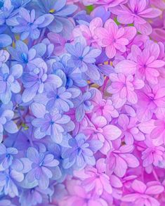 purple flowers with green stems in the middle and pink petals on the bottom, all over