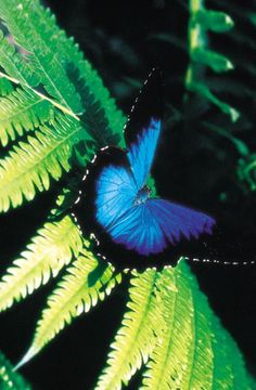 a blue butterfly sitting on top of a green leaf