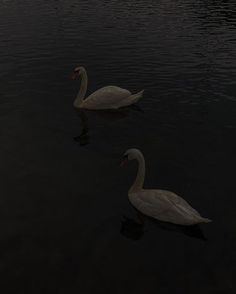 two swans are swimming in the water