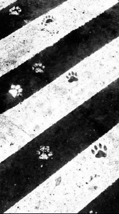 an animal's paw prints are seen on the ground in this black and white photo