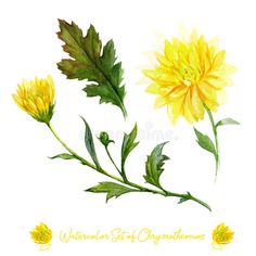 watercolor set of chrysantum flowers royalty illustration