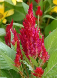 red flowers with green leaves in the foreground