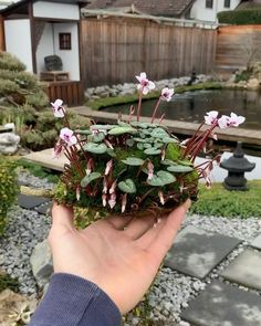 a person holding up a plant with pink flowers and green leaves in front of a pond