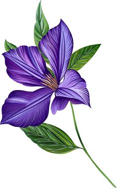 purple flower with green leaves on white background