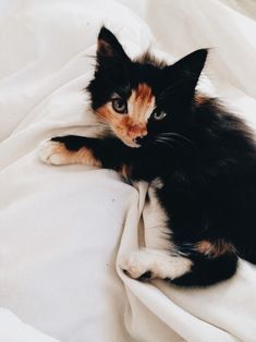 a black and orange cat laying on top of a white sheet