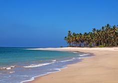 a beach with palm trees and the ocean