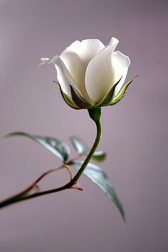 a single white rose with green leaves in the foreground, against a purple background