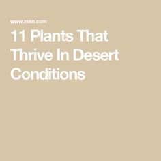 the words 11 plants that thrive in desert conditions on a beige background with white text