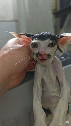 a cat that is sticking its head over the edge of a bathtub and being held by someone's hand