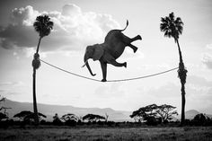 an elephant is balancing on a tight rope between two palm trees in black and white