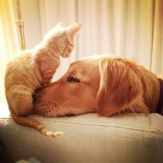 a dog and cat are laying on the couch