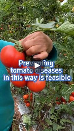 a person picking tomatoes from a bush with the words preventing tomato disease in this way is reasonable