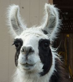 an alpaca looking at the camera while standing in front of a white building