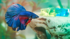 a blue and red siamese fish in an aquarium