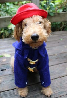 a small dog wearing a red hat and blue coat on a wooden deck with trees in the background