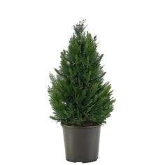 a small potted tree is shown on a white background