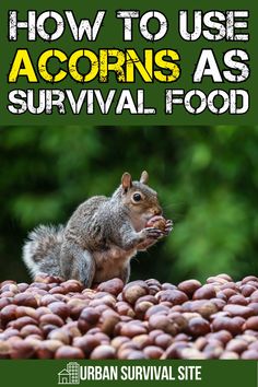 an image of a squirrel eating nuts on the ground with text overlay that reads how to use acorns as survival food