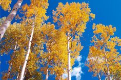 tall trees with yellow leaves against a blue sky