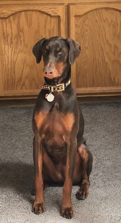 a brown and black dog sitting on the floor in front of a wooden cabinet door