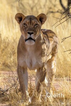 a young lion standing in the middle of a dry grass field with trees and bushes behind it