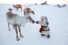 a small child standing next to a reindeer on top of a snow covered field with other animals in the background