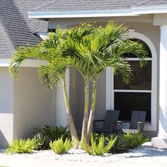 a palm tree in front of a house