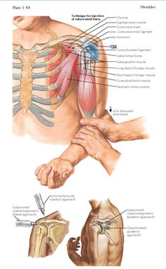 an image of the shoulder and arm muscles with labels in english, french, and german