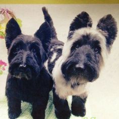 two black and white dogs standing next to each other on a towel with flowers in the background