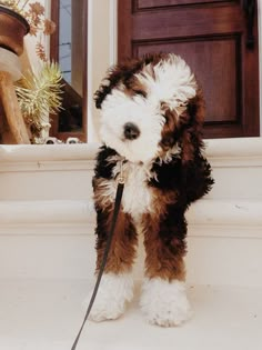 a small brown and white dog standing on top of a step next to a door