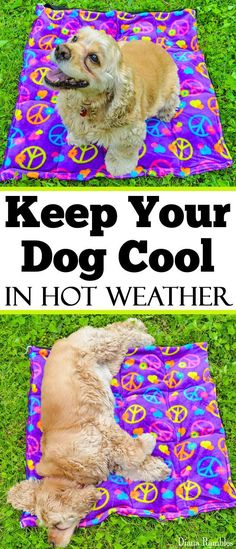 a dog laying on top of a blanket with the words keep your dog cool in hot weather