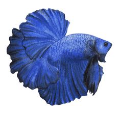 a drawing of a blue fish on a white background