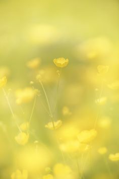 yellow flowers are in the foreground with green and yellow blurry behind them on a sunny day