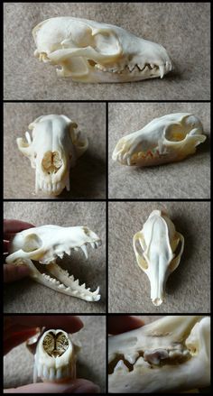 there are several pictures of different animal skulls