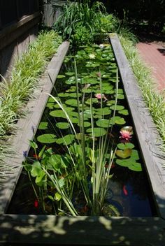 an outdoor pond with plants and water lilies