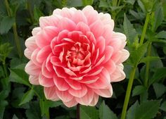 a pink flower with green leaves in the background