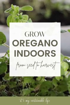 the words grow oregano indoors from seed to harvest are in front of some green plants